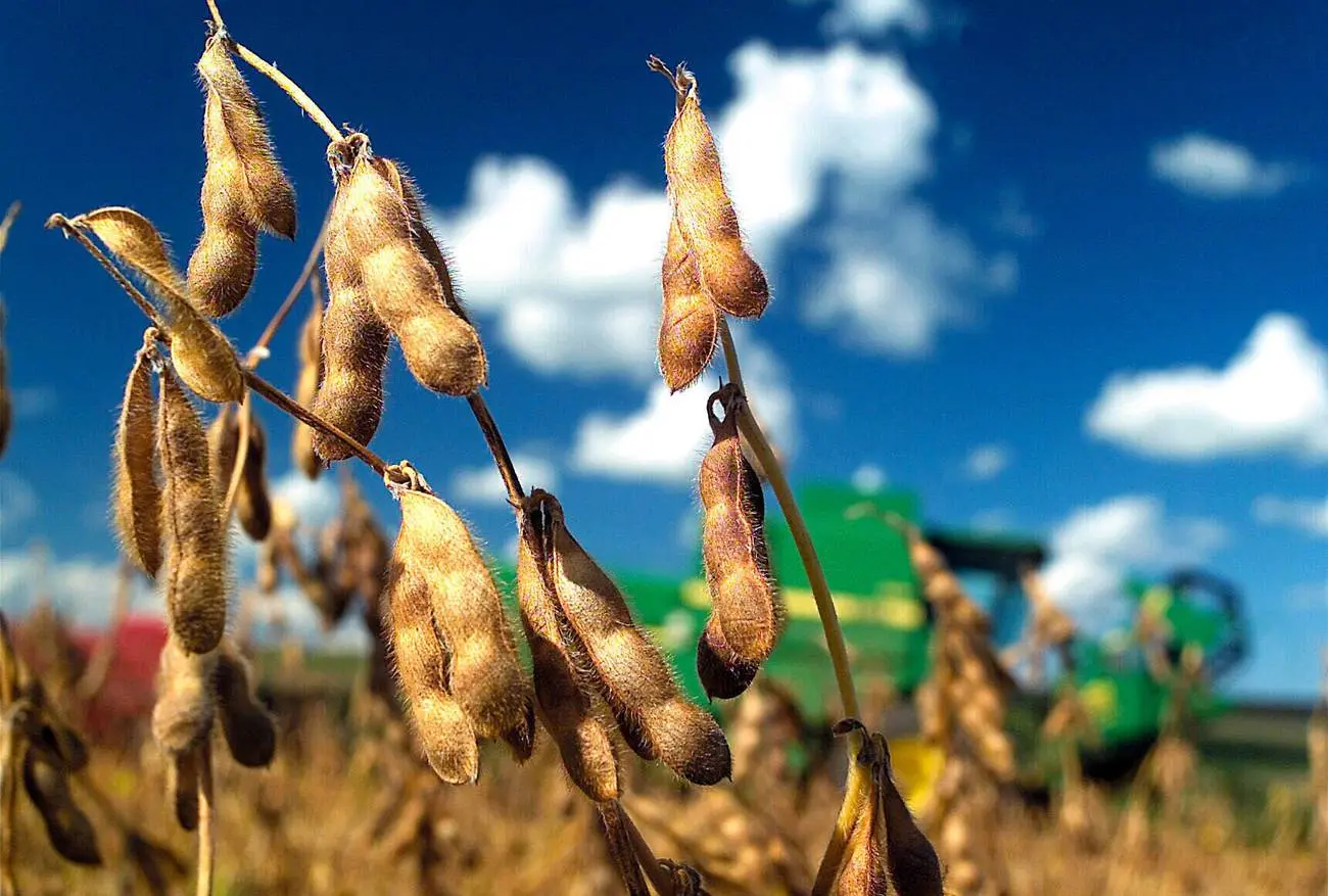 biomasa agricultura - Qué es la biomasa de los cultivos