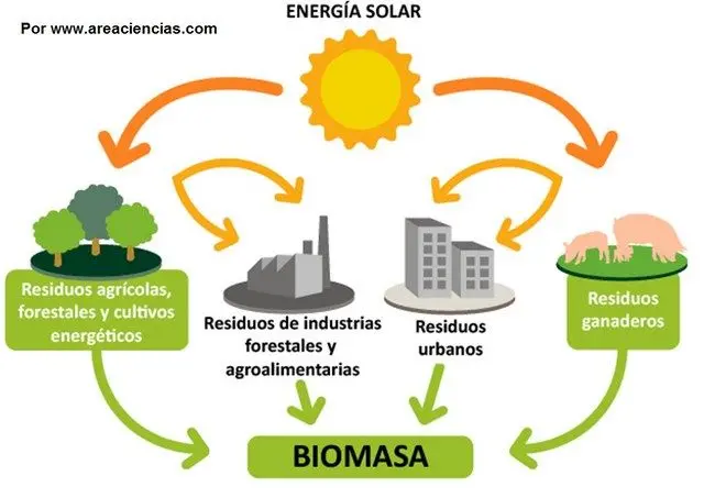 biomasa total - Qué es la biomasa en la cadena alimenticia