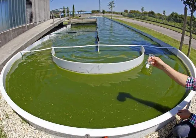 biomasa acuatica - Qué es la biomasa en los peces