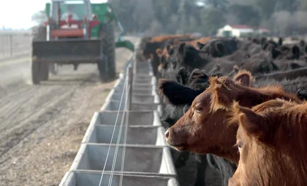 eficiencia del ganado para convertir lo que come en biomasa - Qué es la eficiencia alimenticia en bovinos