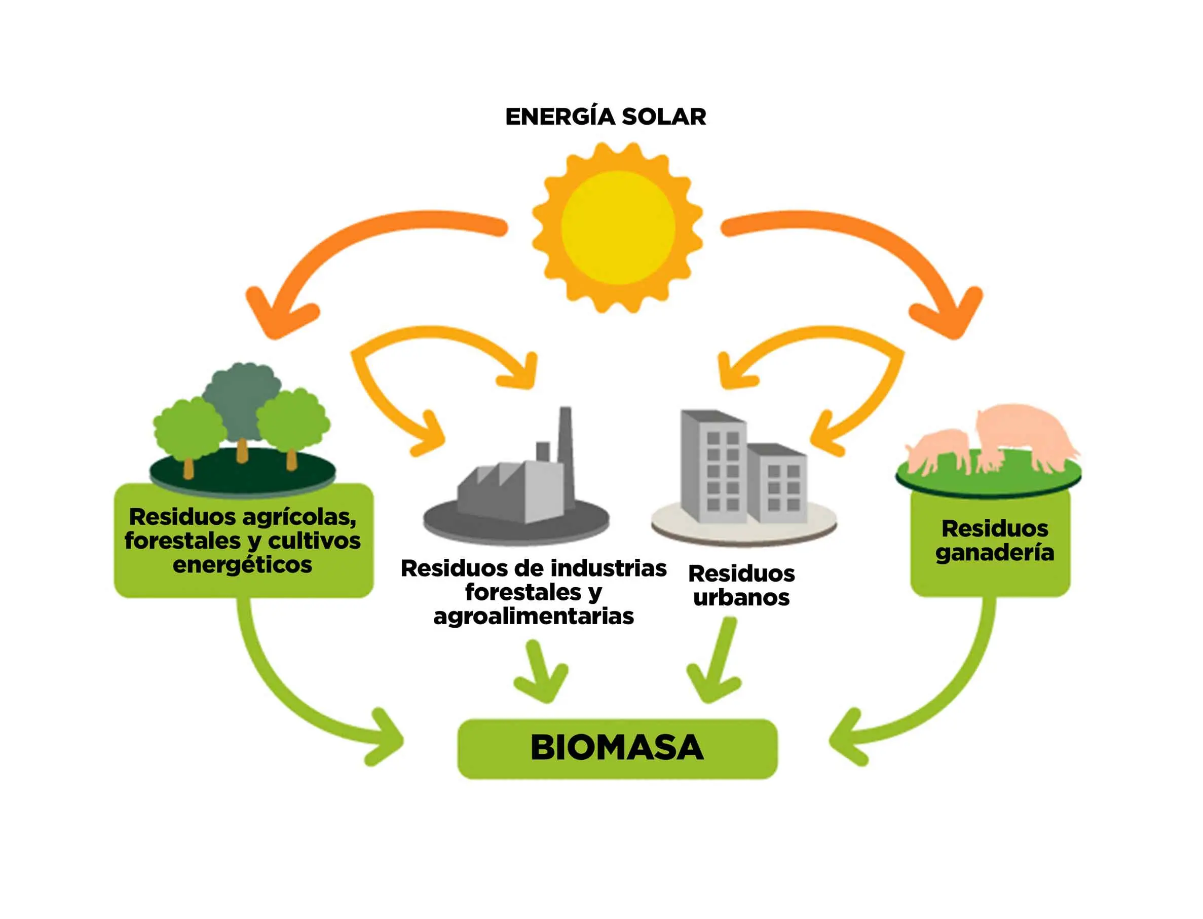 biomasa tradicional - Qué es la gestión tradicional de la biomasa