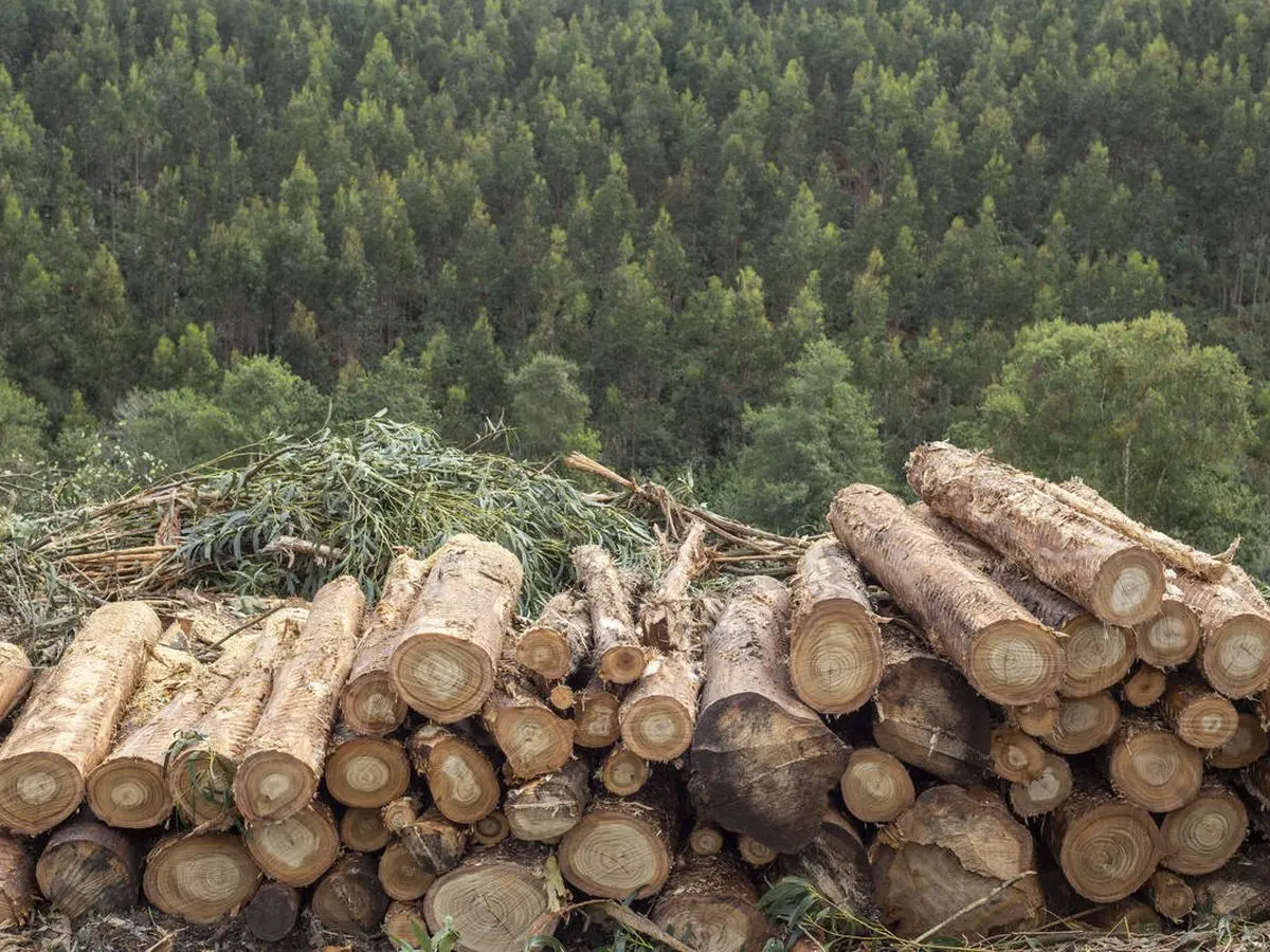 biomasa primaria - Qué es la producción primaria y biomasa