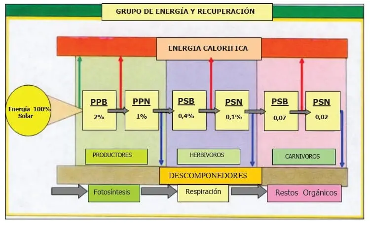 produccion secundaria y biomasa animal - Qué es la productividad secundaria en Biología