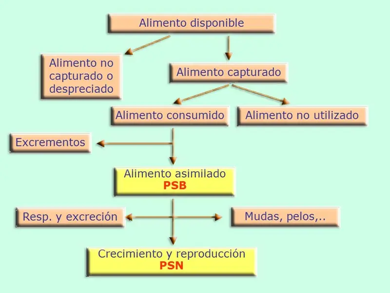 parametros troficos ppb pn biomasa eficiencia - Qué es PN en ecologia