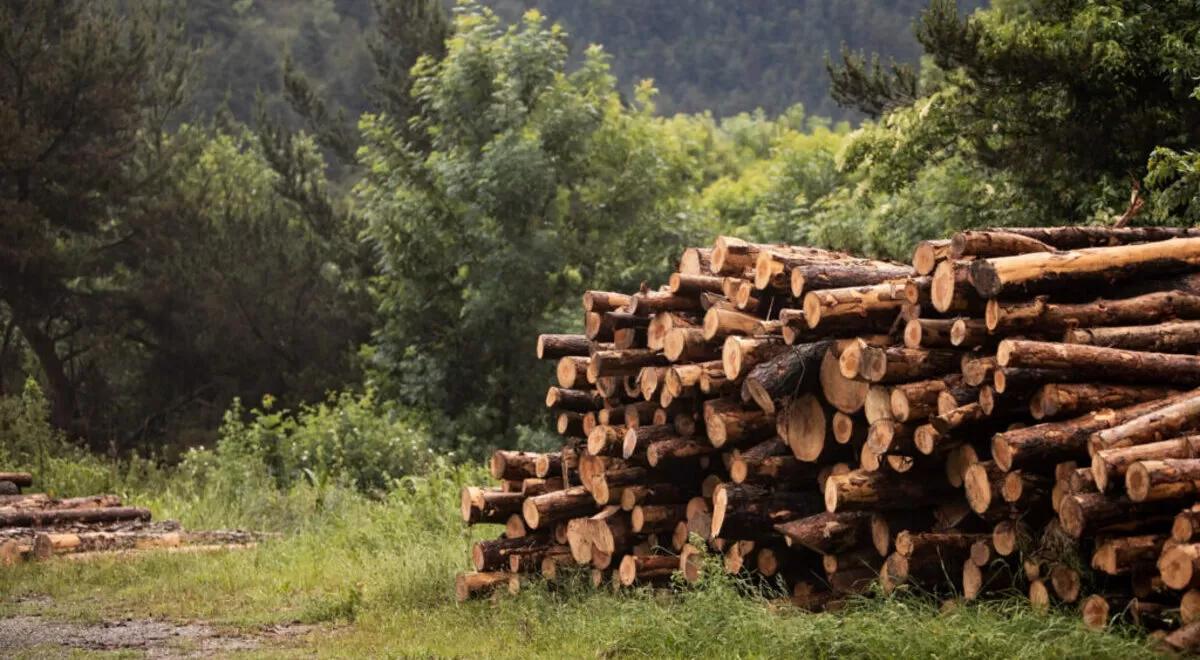 planta de compostaje a partir de biomasa forestal - Qué es una planta de compostaje