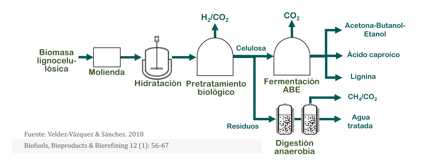 fermentacion aerobia biomasa - Qué fermentación es aeróbica