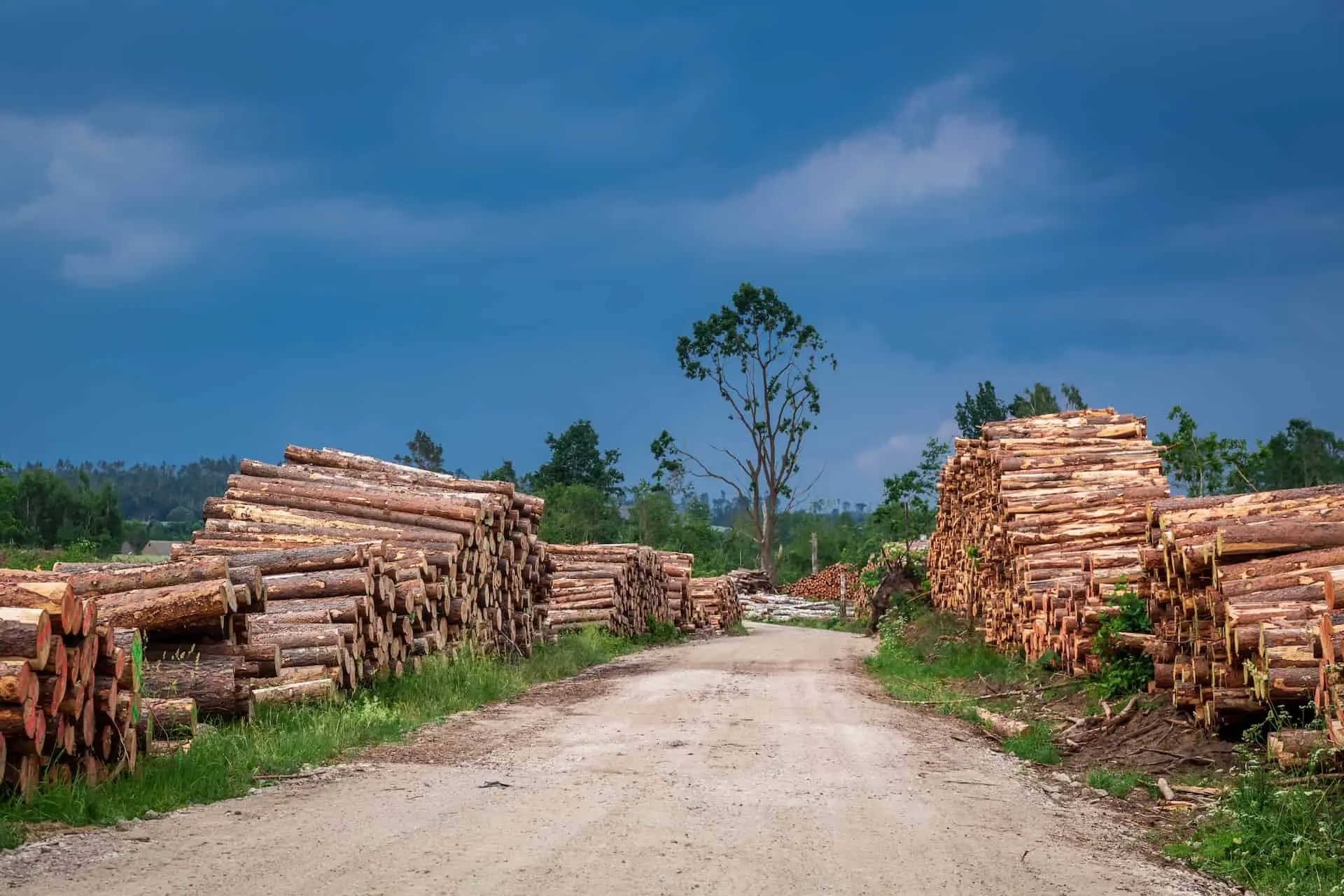 impactos construccion central de biomasa - Qué impacto tiene la construcción en el medio ambiente