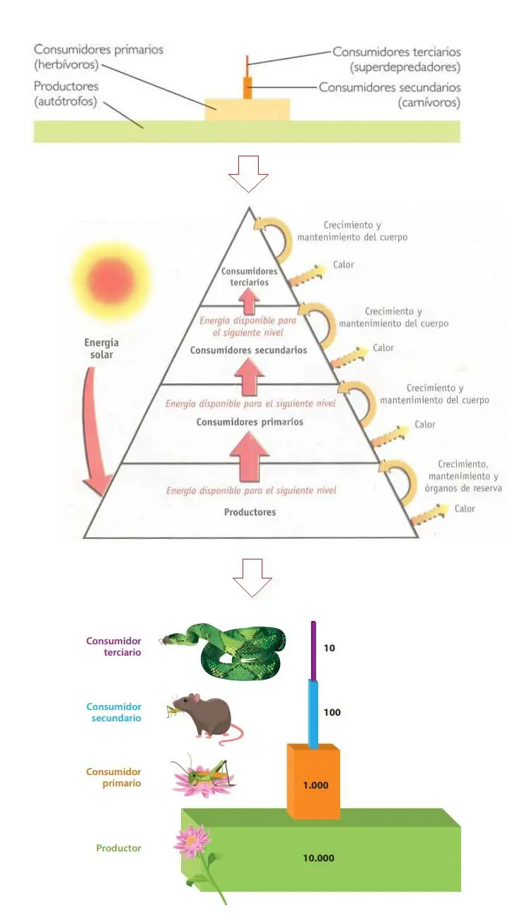 piramide trofica de biomasa - Qué nivel trófico tiene más biomasa