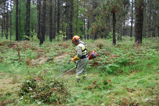 galicia que es gestión de biomasa protección defensa incendios forestales - Que organizacion se encarga de los incendios forestales