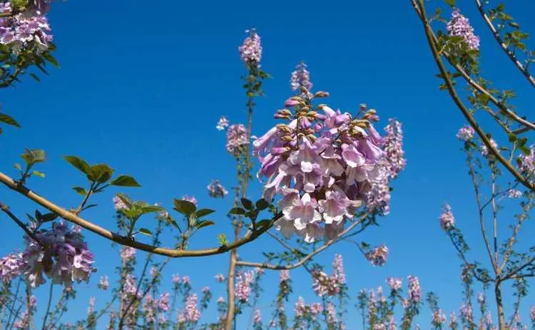 especies paulownia biomasa - Qué paulownia crece más rápido