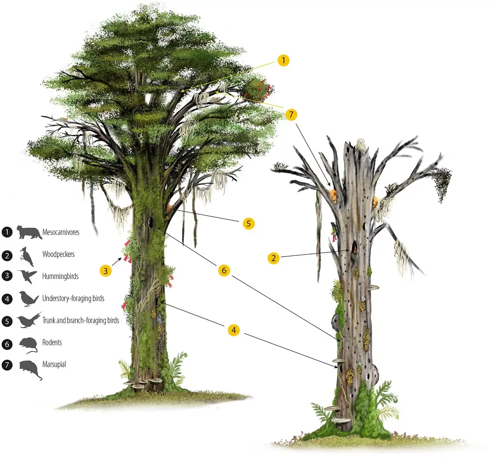 biomasa arboles muertos - Qué provoca el cambio climático en los árboles muertos