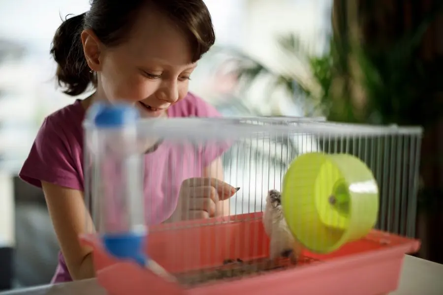 absorvente par a hamster el pellet vale - Que se le pone a los hámsters en la jaula