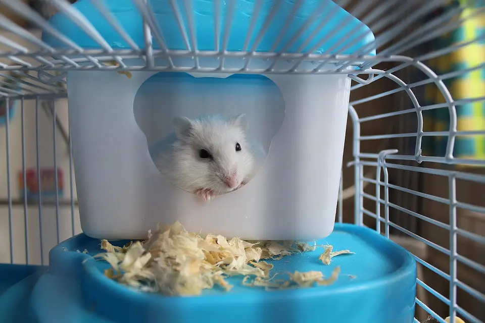 absorvente par a hamster el pellet vale - Que se le pone en el suelo al hámster