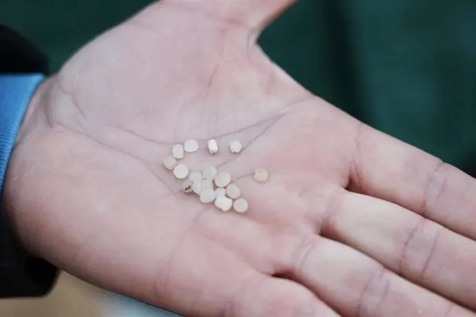 El maravilloso entorno de los pellets - Qué significa el pellet pellets rae - Qué significa el pellet