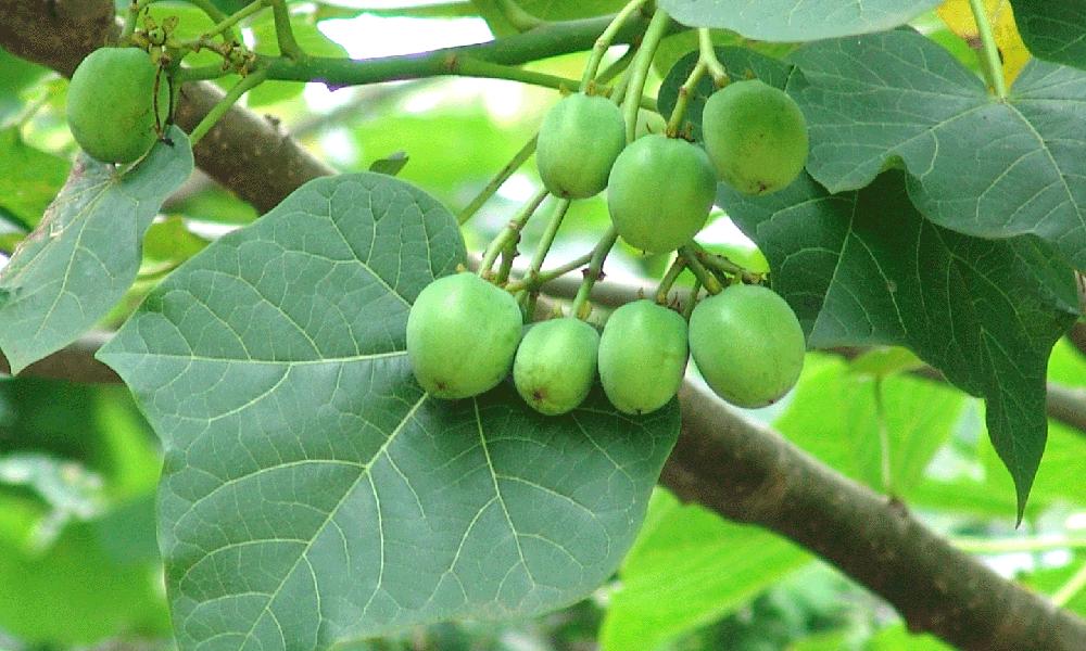 jatropha biomasa - Qué significa jatrofa