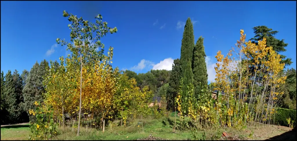 Plantación Forestal para Biomasa: Una Solución Sostenible - Qué significa plantación forestal plantacion forestal para biomasa - Qué significa plantación forestal