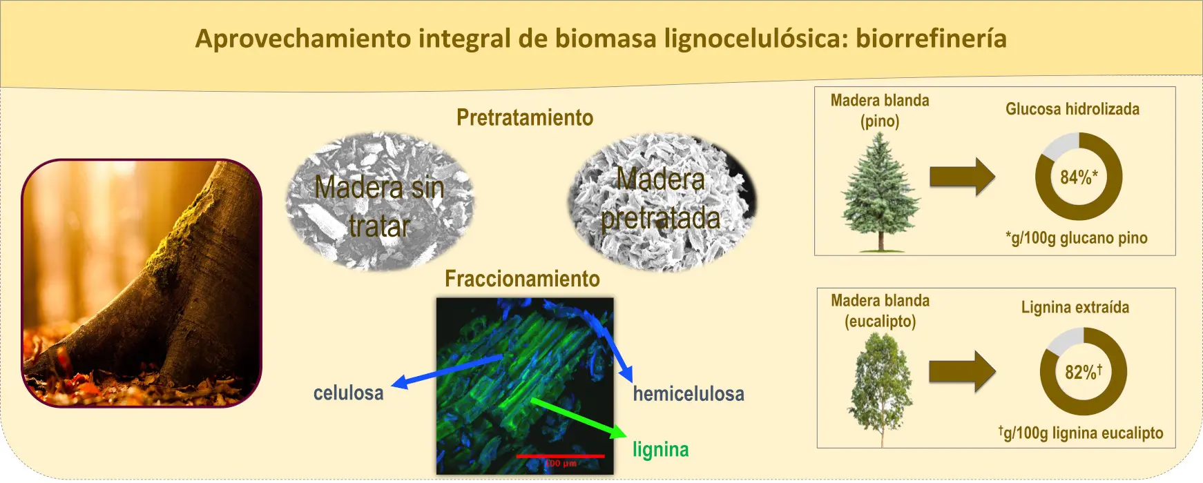 biomasa lignocelulósica composicion - Que son y como están compuestos los los residuos lignocelulósicos