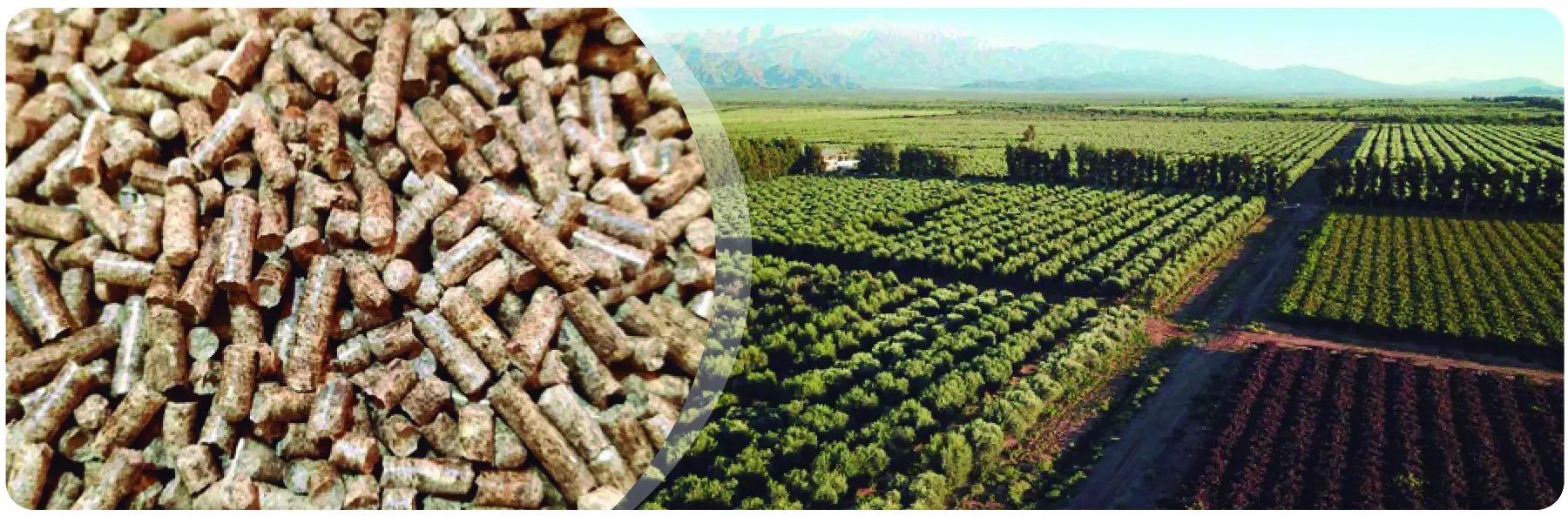 pellets de madera de olivo - Qué tan buena es la madera de olivo