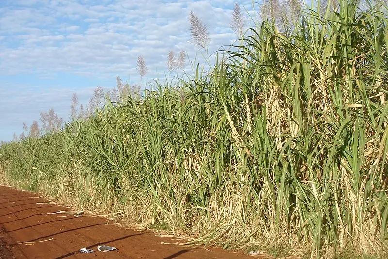 rendimiento biocarburantes biomasa - Qué tan eficiente es el biocombustible