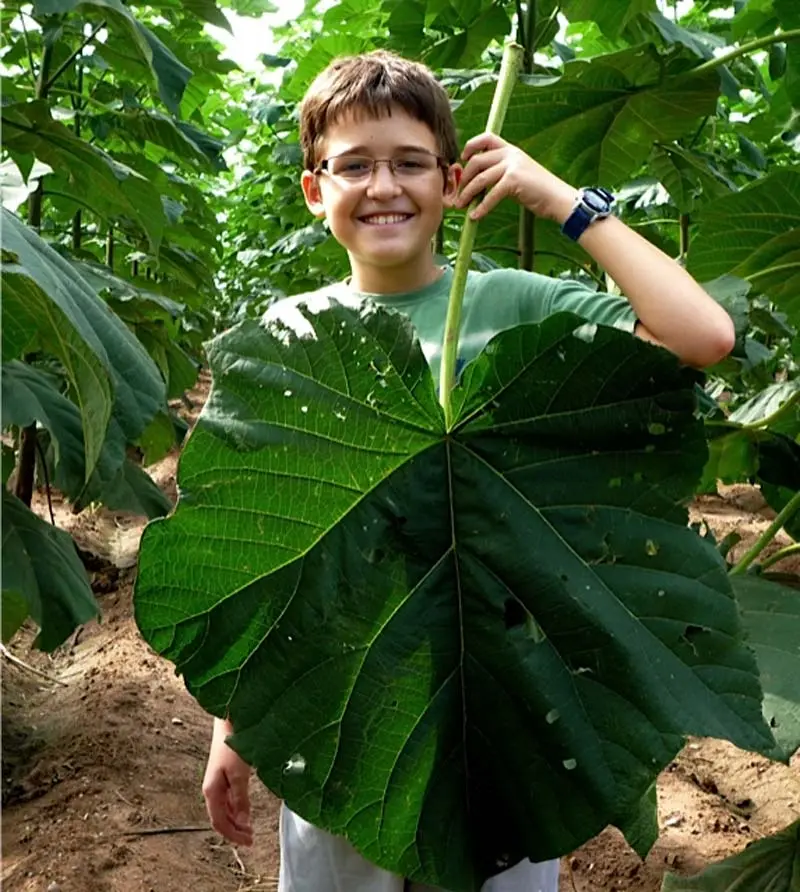 paulownia tomentosa árbol de biomasa - Qué tipo de árbol es la Paulownia