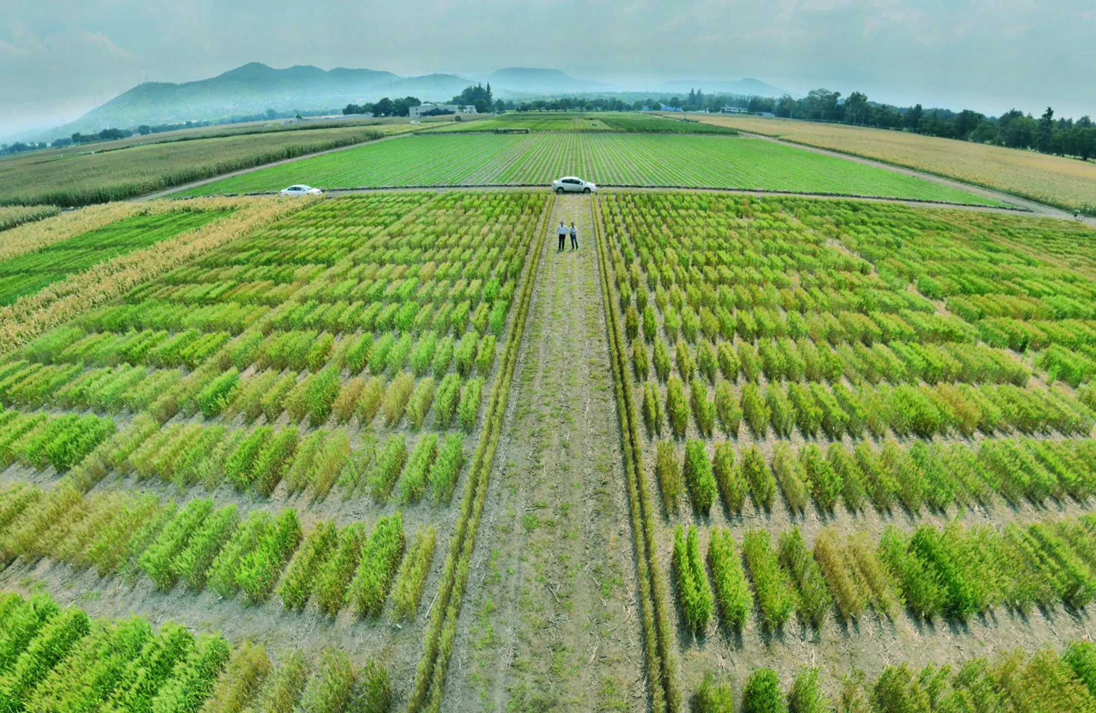 energia y agricultura biomasa - Qué tipo de energía se utiliza en la agricultura