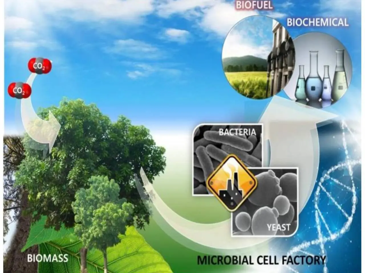 energia biomasa bacterias - Qué tipo de energía son las bacterias