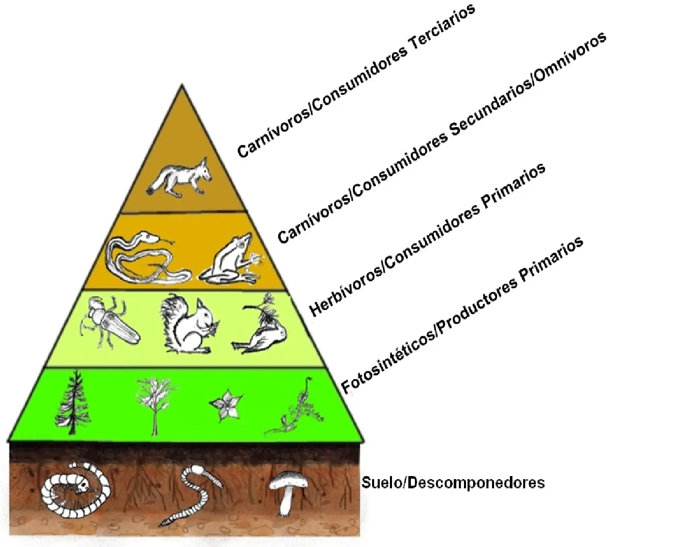 biomasa nivel trófico - Qué tipo de nivel trófico es