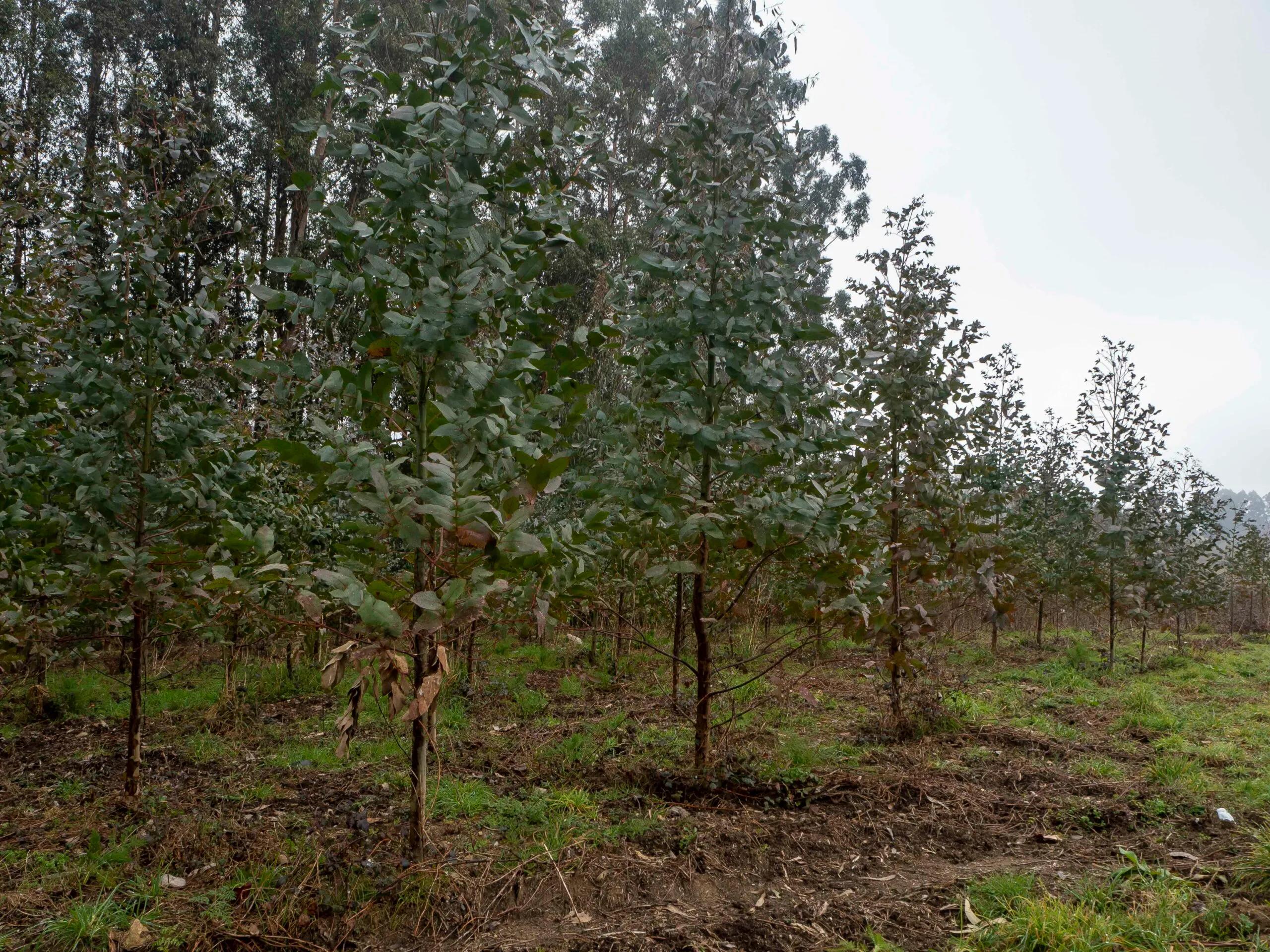 que es gestión de biomasa protección defensa incendios forestales - Quién se encarga de prevenir los incendios forestales