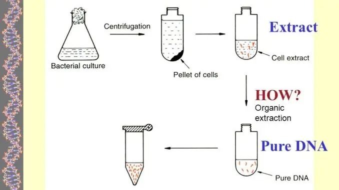 pellet biology - What is a pellet in DNA