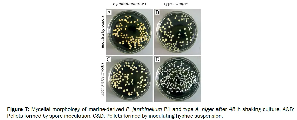 pellet microbiology - What is a pellet in PCR