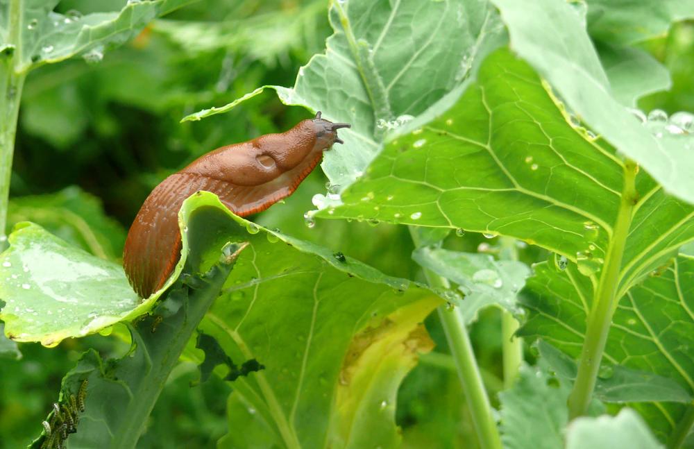 anti slug wool pellets - What is the most effective slug repellent