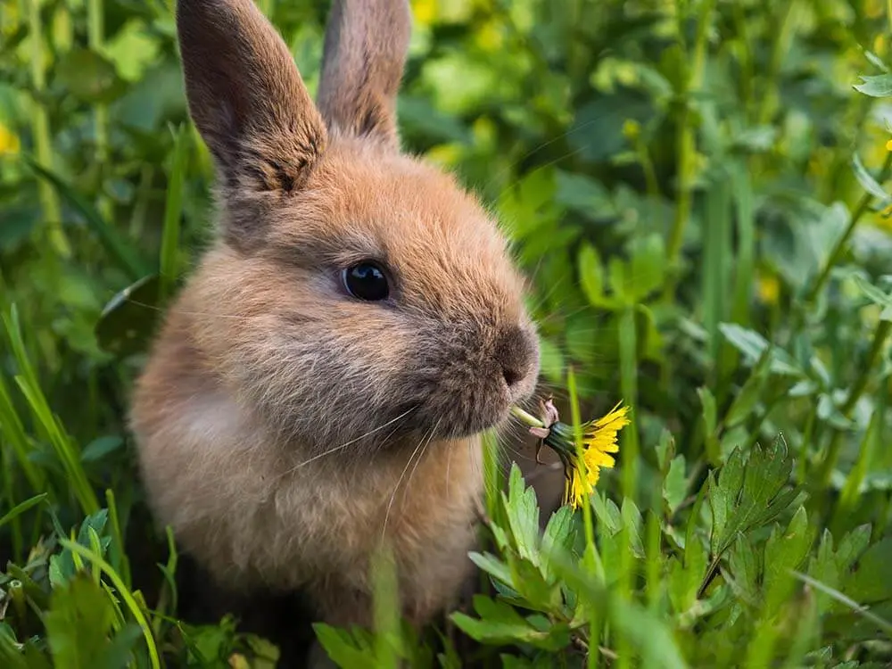 oxbow adult rabbit pellets - What pellets should rabbits avoid