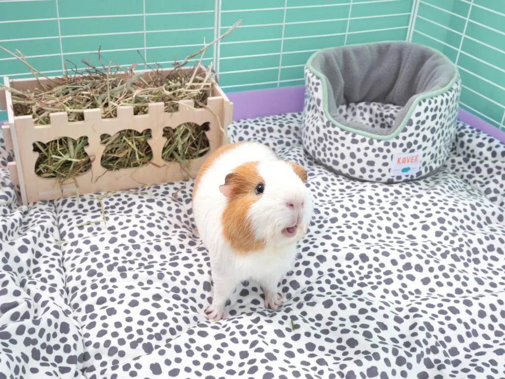 are pine pellets safe for guinea pigs - What wood is toxic to guinea pigs